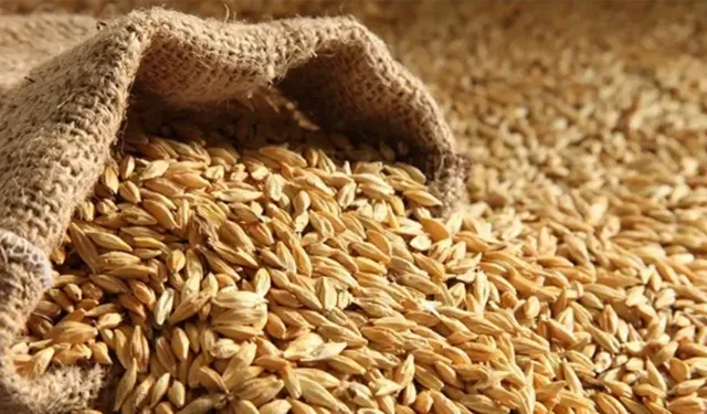 TMO’dan hasat ortasında 225 bin ton arpa ithalatı! Üretici isyan etti