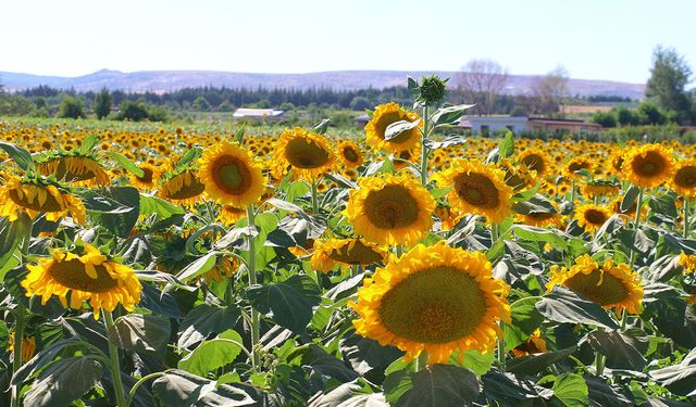 Ticaret Bakanlığı duyurdu: Ayçiçeği ithalatında kontenjan açıldı