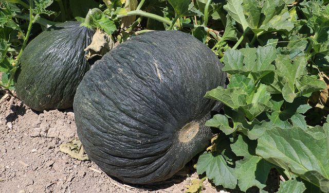 Çiftçiye müjde, meşhur kavun tarlalara geri döndü! Tohumu üreticilere ücretsiz dağıtılacak