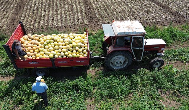 Çorum sofralarına tatlı yaz lezzeti: Süheyla kavunu Bafra'dan geliyor