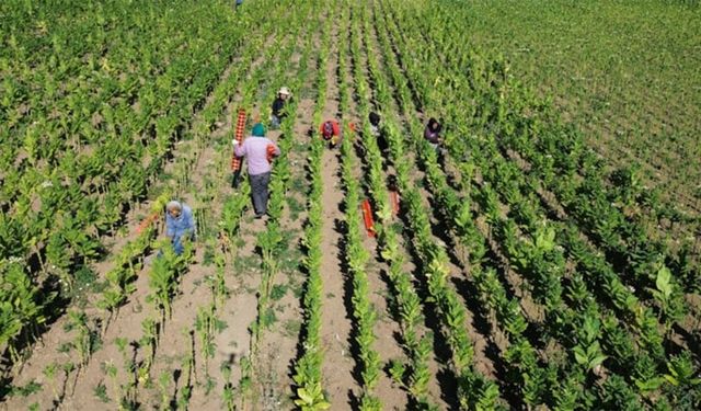 35 dekarlık araziden 5 ton hasat yapıyor: Kilosunu 300 TL'ye satıyor