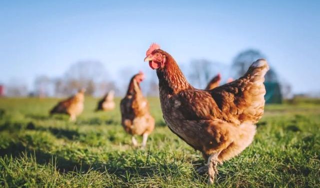 Tavuk yumurtası üretimi martta yüzde 17,6 arttı