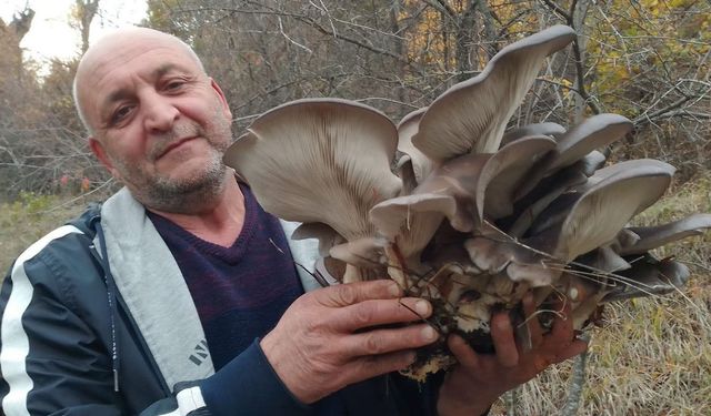Sonbaharın Bereketi Kanlıca Mantarıyla Geldi