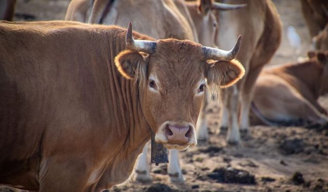 Çorum’da besilik sığır destekleme listeleri askıya çıktı
