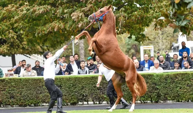 19 tay kaçtı 6'sı telef oldu: TİGEM milyonluk at iddialarına resmi açıklama