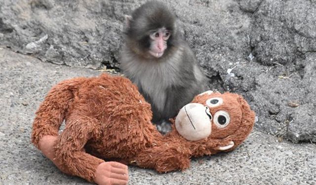 Yavru makak Punch’ın hayata tutunma mücadelesi dünyayı sarstı! Peluşu annesi sanıyor