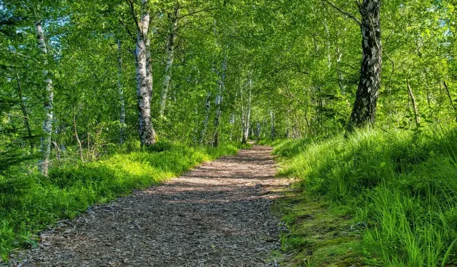 Bilim insanlarından korkutan rapor: Ormanlardaki tehlike büyüyor