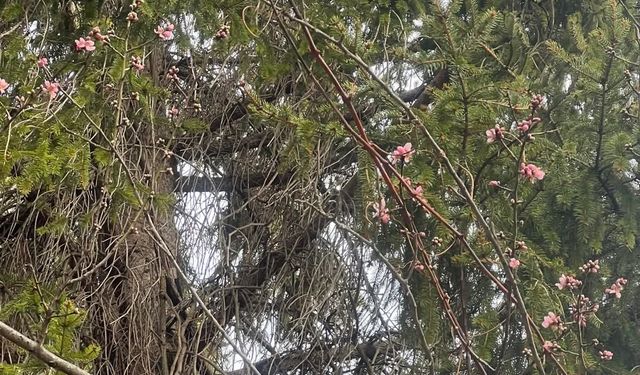 Çorum’da ağaçlar şubatta çiçek açtı