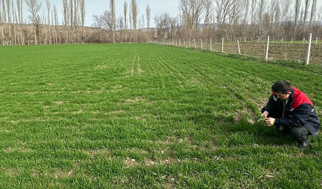 Laçin’de ürün gelişim süreci yerinde incelendi