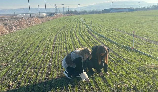 Çorum’da hububat ekiliş alanlarında fenolojik gözlem çalışması