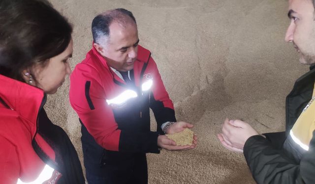 Çorum’da çeltik alımlarında yoğunluk