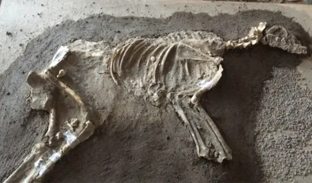 Türkiye'de bulundu! 16 bin yıllık köpek kalıntıları dünyayı şaşırttı