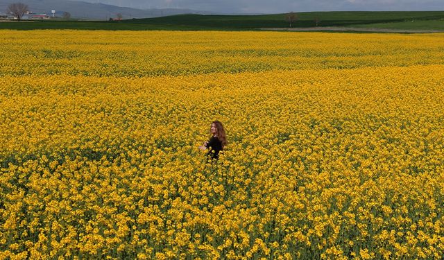 Çorum yolu üzerindeki kanola tarlaları görsel şölen sunuyor