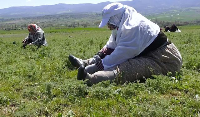 Çorum’da madımak sezonu açıldı: Toplayanlar sofraya da pazara da yetiştiriyor