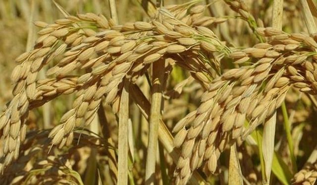 Çeltik üreticilerine yönelik eğitim toplantısı düzenlenecek