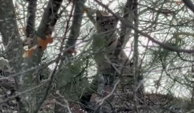 Çorum'da Avrasya vaşağı görüntülendi