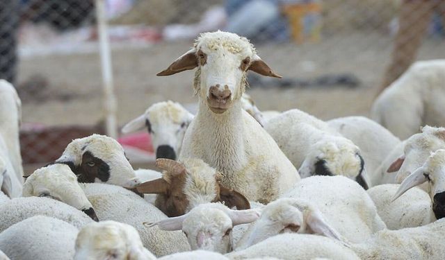 Besicilere müjde: Buzağı, kuzu, oğlak ve arıcılık destekleri yükseltildi