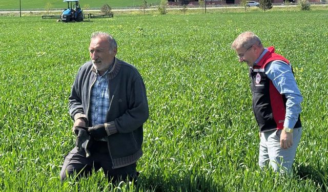 Çorum’da hububat alanlarında fungal hastalık takibi sürüyor
