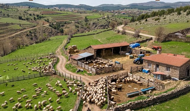 Türkiye’de hayvan varlığı arttı: Küçükbaş sayısı 60,8 milyonu geçti