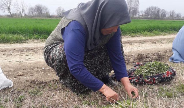 Madımak mesaisi başladı: Doğanın şifası sofralara taşınıyor