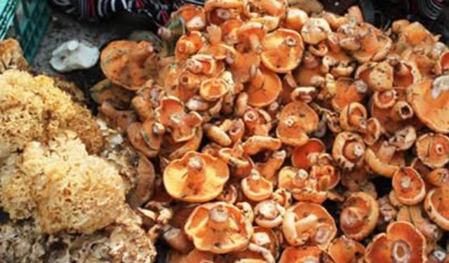 Mantar yedikten sonra rahatsızlandı: Hastaneye kaldırıldı