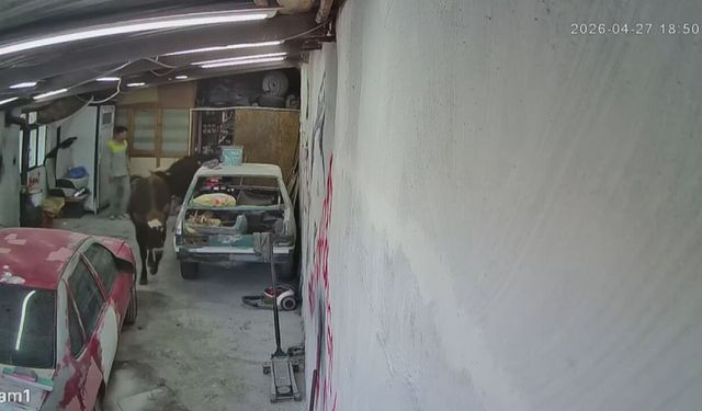 Usta çay demlerken neye uğradığını şaşırdı: Danalar bir anda içeri girdi