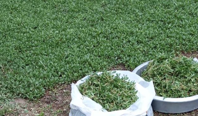 Madımak tezgâhlarda yerini aldı: Kilosu 200 TL’den satılıyor
