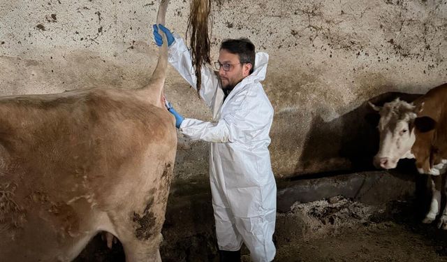 Şap aşısı sonrası serolojik tarama çalışması yapıldı
