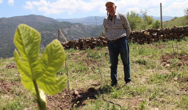 Cevizi don vurdu, çözümü incirde buldu! Çorum’da ilk hasat heyecanı