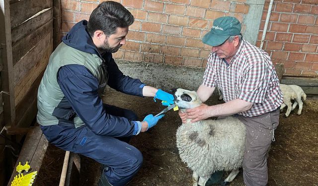 Mecitözü’nde küpeleme ve aşılama çalışması yapıldı