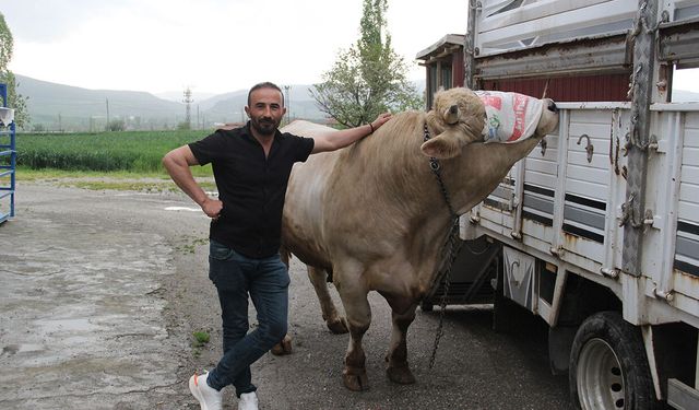 1,2 tonluk kurbanlık 650 bin liraya alıcısını bekliyor
