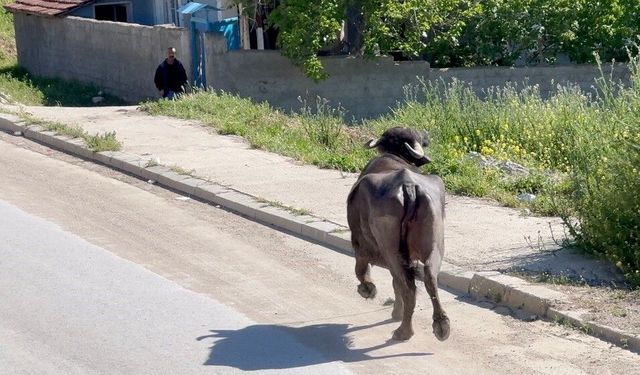 Kaçan kurbanlık mahalleyi birbirine kattı