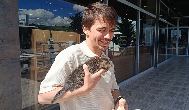 Çorum'da fark edildi! 3 gündür otobüs bagajında mahsur kalan yavru kedi kurtarıldı