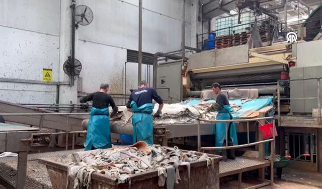 Doğru yüzülen kurban derisi ekonomiye büyük katkı sağlıyor