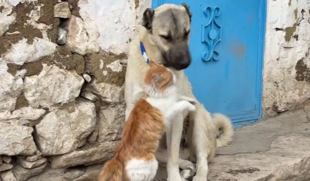 Ezber bozan dostluk: Kedi ve Kangallar herkesi şaşırttı
