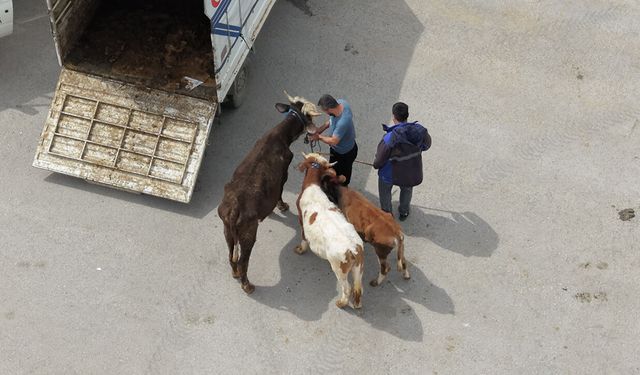 Kurban kesim alanlarında yoğun mesai