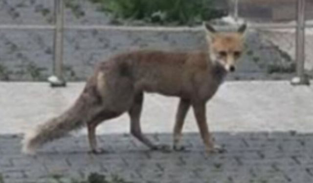 Aç kalan tilki şehir merkezine indi