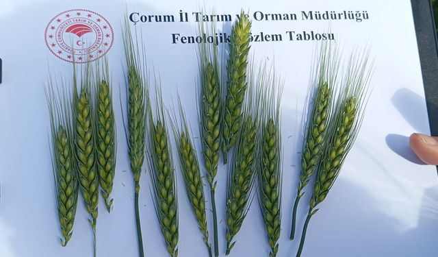 Çorum'da ilk kez ekilen yerli ve milli buğday çeşidi kirve başaklanmaya başladı