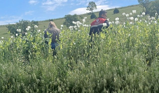 Osmancık’ta yem bitkileri ekili alanlarda denetim
