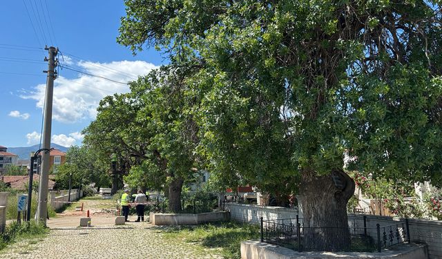 Osmancık'ta koruma altındaki anıt ağaçlara kapsamlı bakım