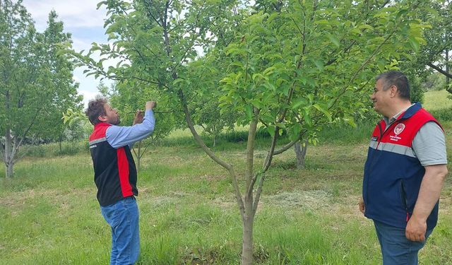 Elma bahçeleri ve hububat alanlarında kontroller yapıldı