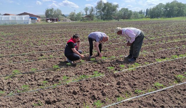 Alaca'da tarım arazileri yakın takibe alındı