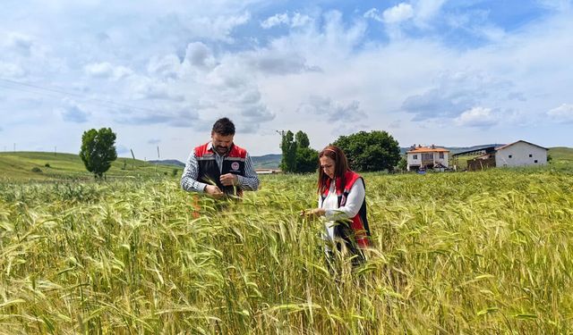Çorum'da fenolojik gözlem çalışmaları sürüyor