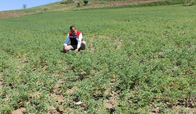 Leblebi yapımında da kullanılıyor: Verim ve kalitesi kontrol edildi