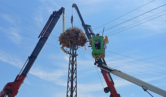 Leylekler için seferber oldular: Yuvaları artık daha güvenli
