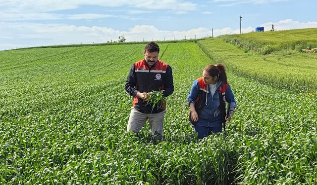 Çorum'da ilk kez yetiştirilen yerli ve milli buğday çeşidi üreticileri heyecanlandırdı