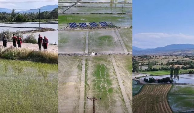 Osmancık’ta çeltik üretimi teknik ekiplerce takip ediliyor