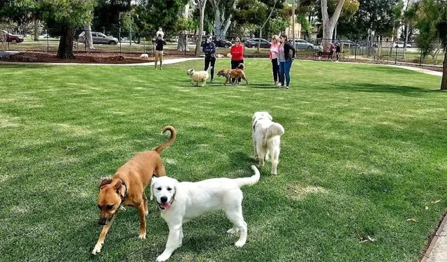 Havalar ısındı risk katlandı: Kedi ve köpeklerin üzerindeki kene tehdidi büyüyor
