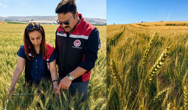 Yerli buğday çeşidi ilk kez ekildi: Çorum’da umut verici gelişme