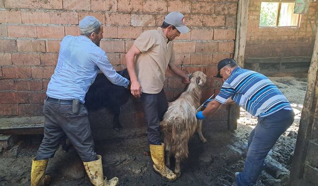 Küçükbaş hayvanlar aşılanıp kayıt altına alınıyor